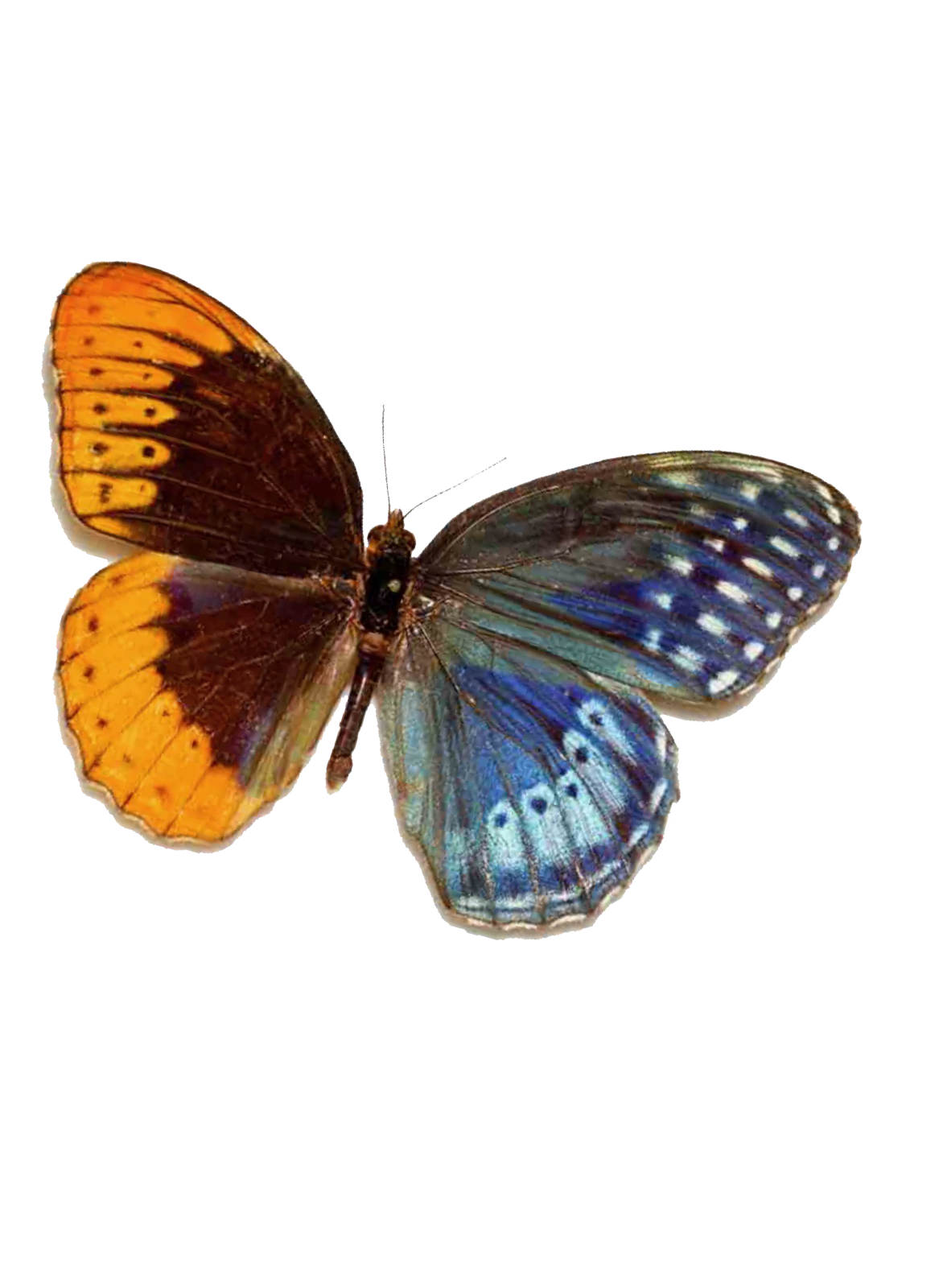 Morey Butterfly